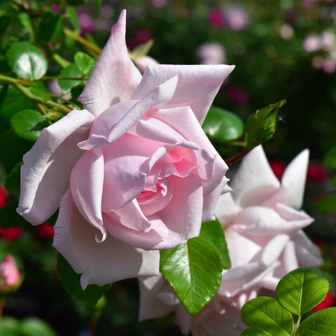 Pale pink rose bloom with layered petals and green leaves on a shrub