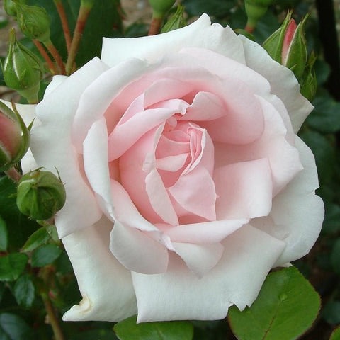 Creamy white and pale pink rose bloom with layered petals and green leaves