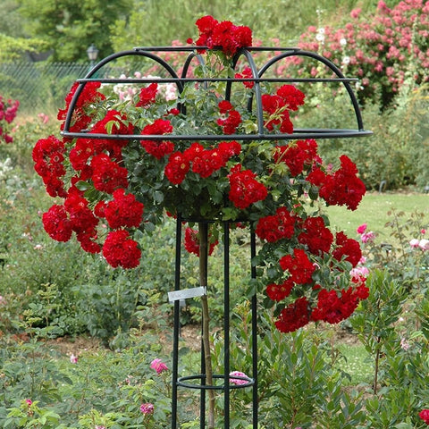 Weeping standard rose with clusters of red blossoms on a black metal stand