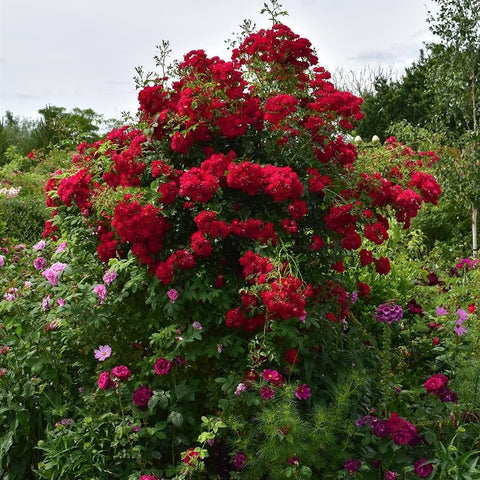 Rambling red rose bush with dense cascades of dark red flowers and green leaves