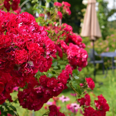 Dense sprays of red rose blossoms in a garden bed with green foliage