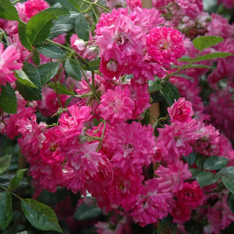 Weeping standard rose tree with dense bright pink ruffled blossoms and green leaves
