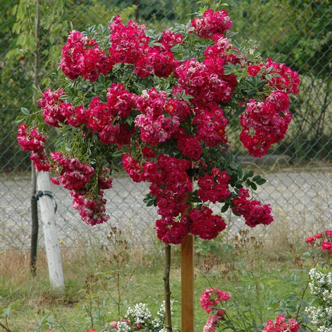 Weeping standard rose tree with cascading clusters of bright pink flowers on stems
