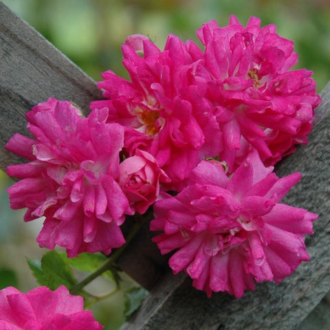 Weeping standard rose tree branch with vivid pink ruffled double blossoms