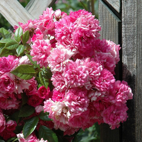 Weeping standard rose tree with large clusters of pink and white ruffled blossoms