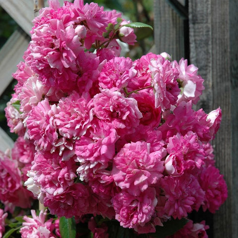 Weeping standard rose tree with abundant pale pink ruffled flower clusters and leaves