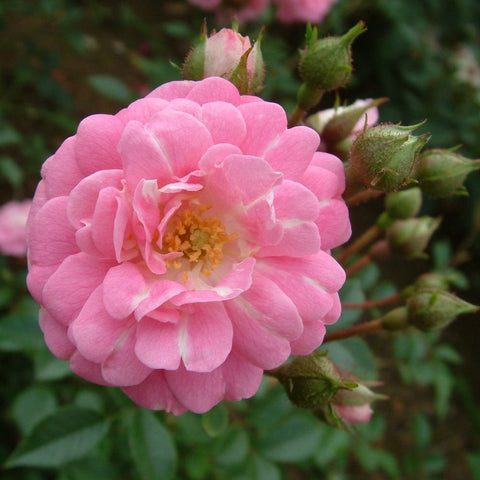 Weeping standard rose, single pink flower with layered petals and green buds
