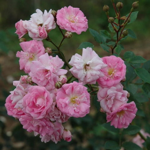 Weeping standard rose, clusters of pink and white striped blooms on stems