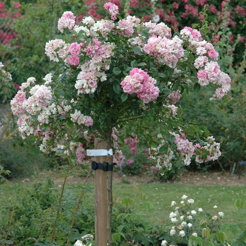 Weeping standard rose tree with many pale pink double blooms and dark green leaves
