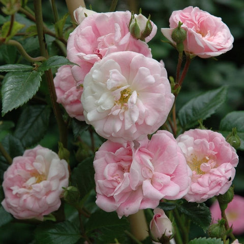 Weeping standard rose, pale pink and white double blossoms with unopened buds
