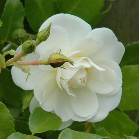 White rose bloom on a stem with bud and green leaves