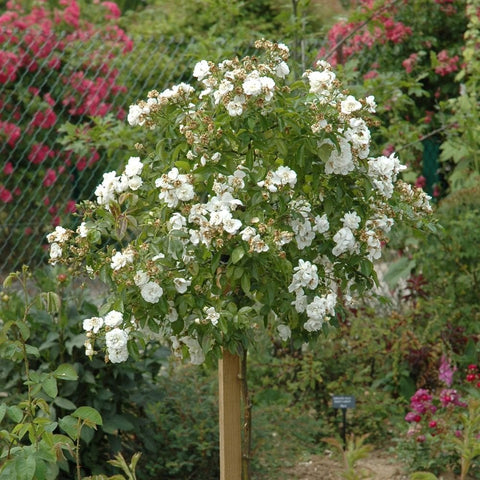 White weeping rose tree with many double blossoms in a garden