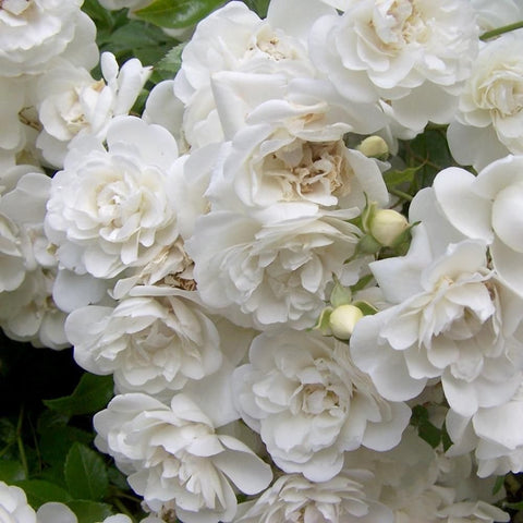 Close-up of white double rose blossoms and buds on green stems