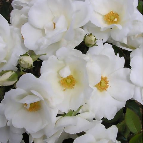 White Star flower with white five-petal blooms and green leaves