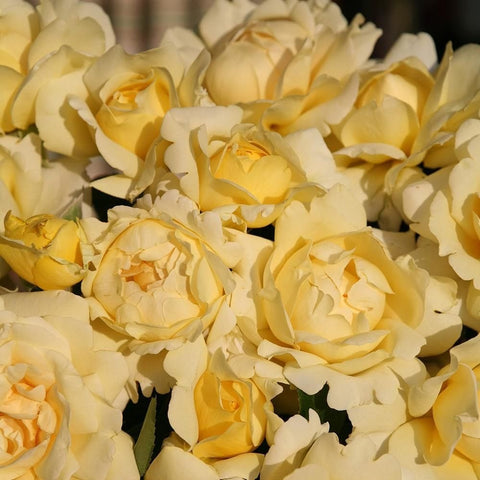 Cluster of pale yellow and cream rose blooms