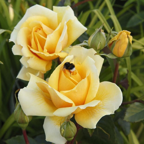 Cream and yellow rose with buds and a bee on the bloom