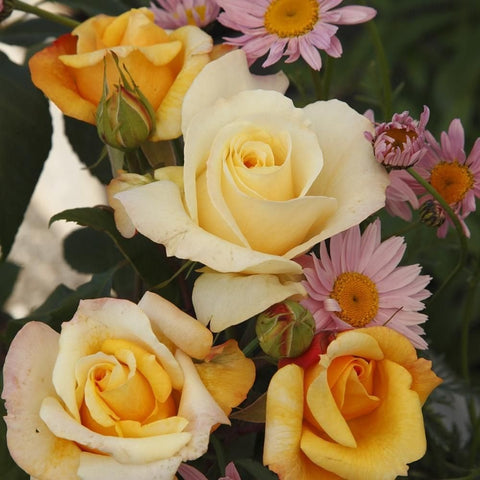 Cream and yellow roses with buds, plus pink daisy flowers