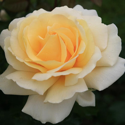 Cream and pale yellow rose bloom with layered petals
