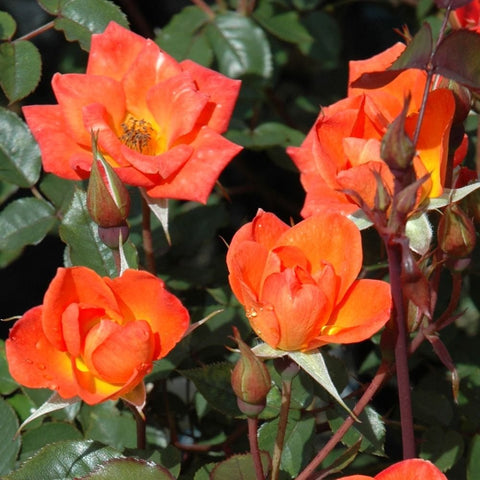 Cluster of orange rose flowers with surrounding buds on leafy stems