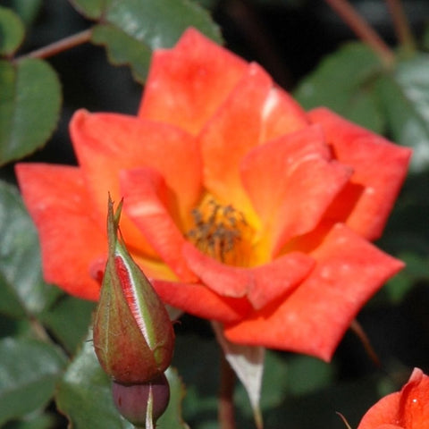 Orange rose flower with a nearby closed bud and pointed sepals
