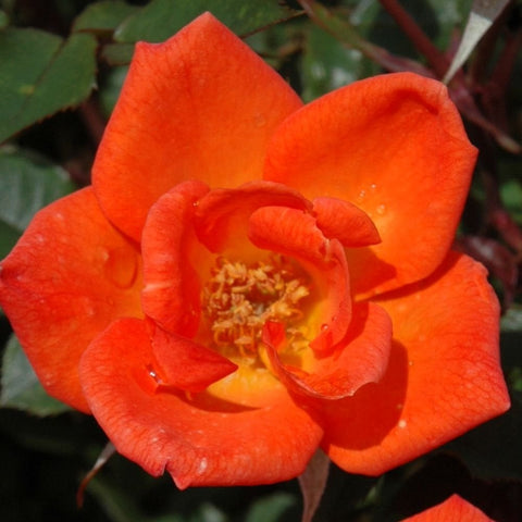 Orange rose bloom with curled petals and visible stamen center