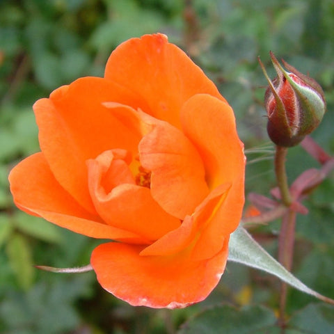 Single orange rose bloom with nearby buds on green stems