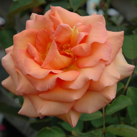 Peach-orange rose with ruffled petals and visible yellow center