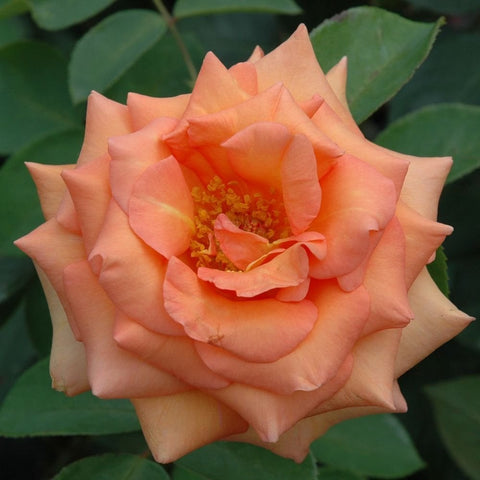Peach-orange rose flower with ruffled petals, yellow center, and green leaves
