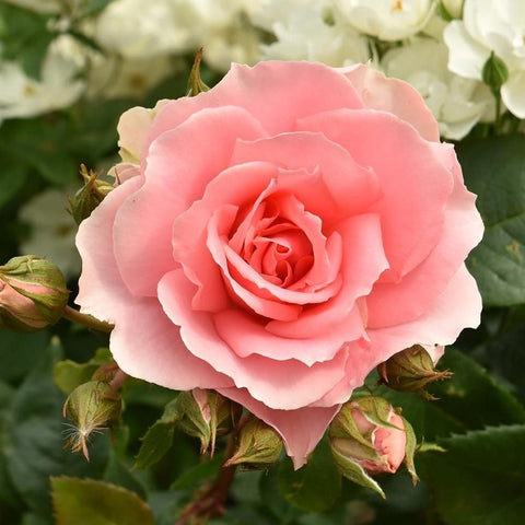 Pink rose bloom with layered petals and green buds on a leafy plant