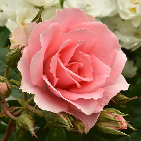 Pink rose bloom close-up with layered petals and green leaf buds
