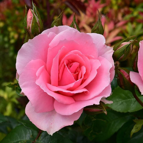 Light pink rose bloom with a layered center and surrounding green buds