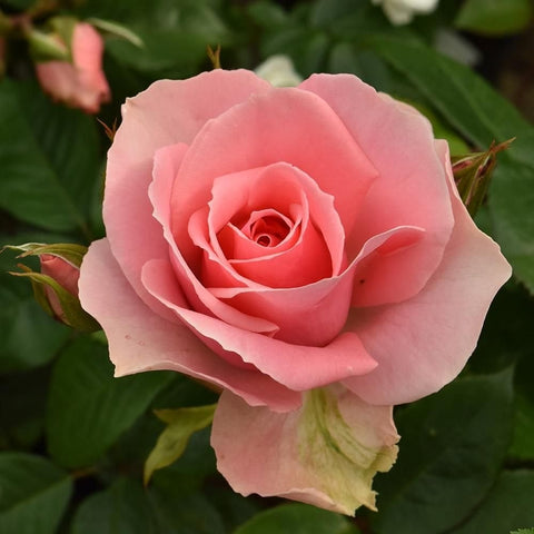 Soft pink rose bloom with layered petals and green stems with buds