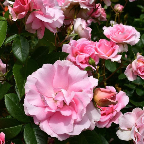 Cluster of pink roses and buds with glossy green leaves on a plant