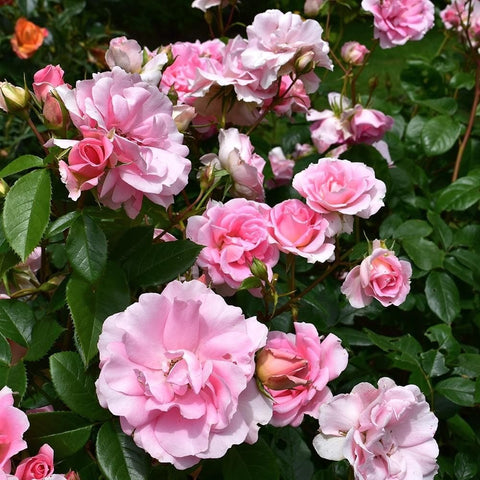 Assorted pink rose blooms and buds with dark green leaves