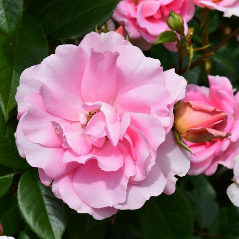 Pale pink rose bloom with layered petals and nearby rose buds