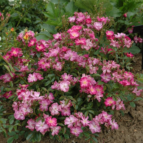 Pink rose shrub with clusters of small double blooms and dark green leaves