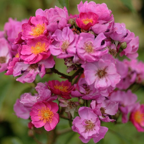 Pink flowering rose with layered petals and yellow stamen centers, close-up