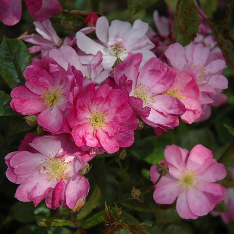 Pink and white rose blooms with yellow centers on dark green foliage