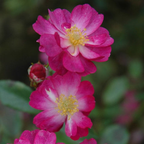 Magenta pink rose blossoms with pale center and bright yellow stamen