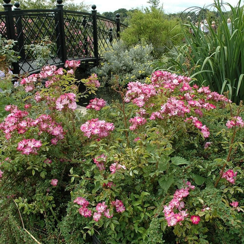 Pink flowering rose shrubs with many blooms in a garden bed near a fence
