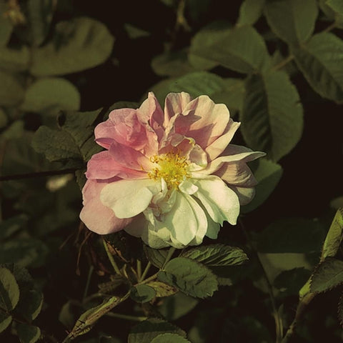 Light pink and white rose bloom with yellow center and green leaves