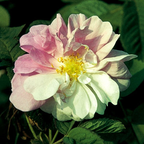 Pink-and-white rose flower with layered petals, yellow center, and surrounding leaves