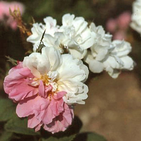 Cluster of white and pink rose blooms with yellow centers on leafy stems