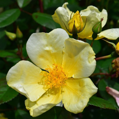 Pale yellow rose flowers and yellow buds on leafy green shrub