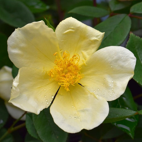 Light yellow rose blossom with dew droplets and yellow stamens