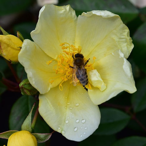 Yellow and cream rose blossom with a bee on the center and stamens