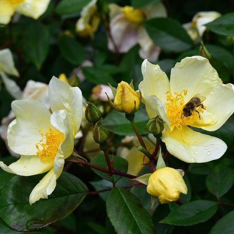 Cluster of pale yellow rose blossoms and tight yellow buds with green leaves