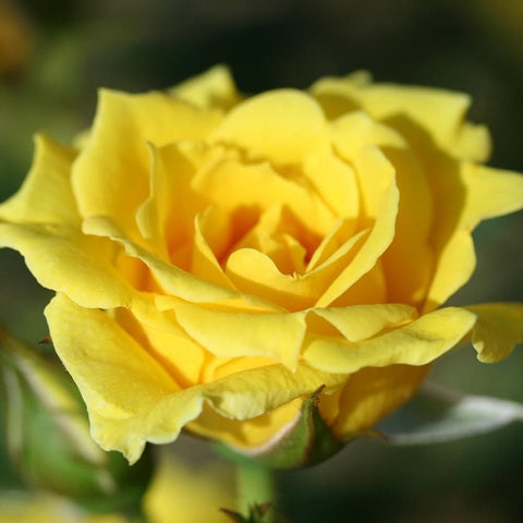 Yellow rose bloom with layered petals, close-up on a single flower.