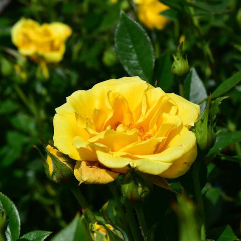 Yellow double rose flower with green leaves and buds on the stem.