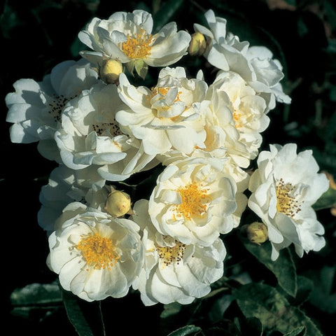 Cream-white rose cluster with yellow centers and layered petals